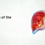 Why Liver Health Matters Functions And Importance