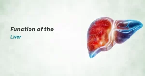 Why Liver Health Matters Functions And Importance